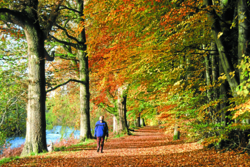 Lady Mary's Walk at Crieff. 