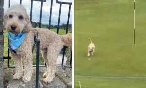 Jock the cockapoo stole Gareth Bale's ball