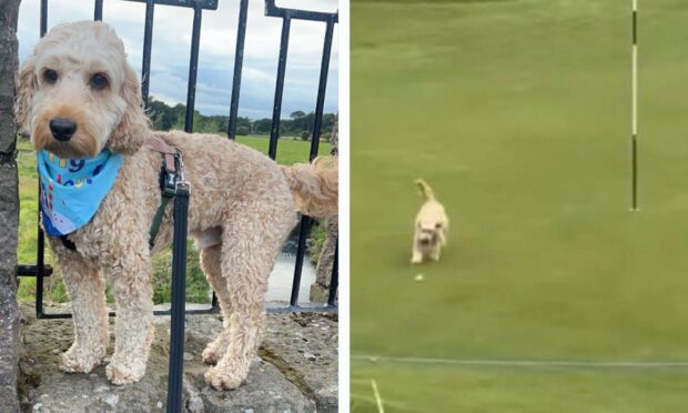 Jock the cockapoo stole Gareth Bale's ball