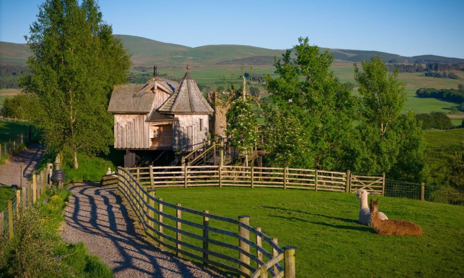 Ash Tree treehouse home at Craighead Howfs.