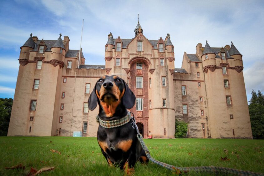 Sausage dog Chester at Fyvie Castle in Aberdeenshire. Image: Angie Munro.