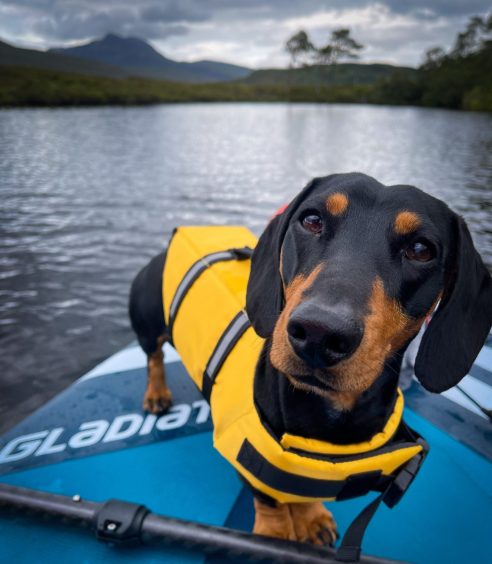 Sausage dog Chester paddleboarding in Assynt. Image: Angie Munro.