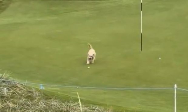 The dog dashed on to the green to get Gareth Bales golf ball