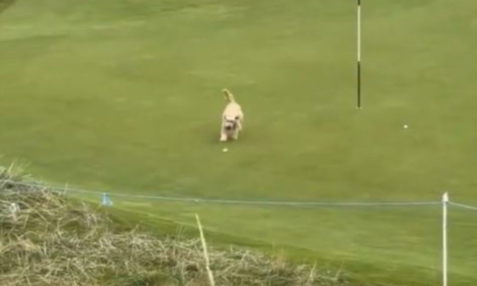 Dog stealing Gareth Bale's golf ball at Dunhill Cup on Saturday.