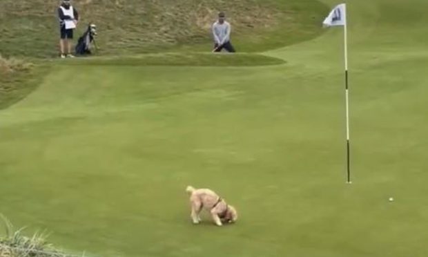 Dog stealing Gareth Bale's golf ball at Dunhill Cup on Saturday.