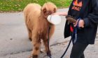 Donald the Perthshire Highland cow.