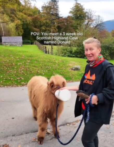 Donald the Perthshire Highland cow.