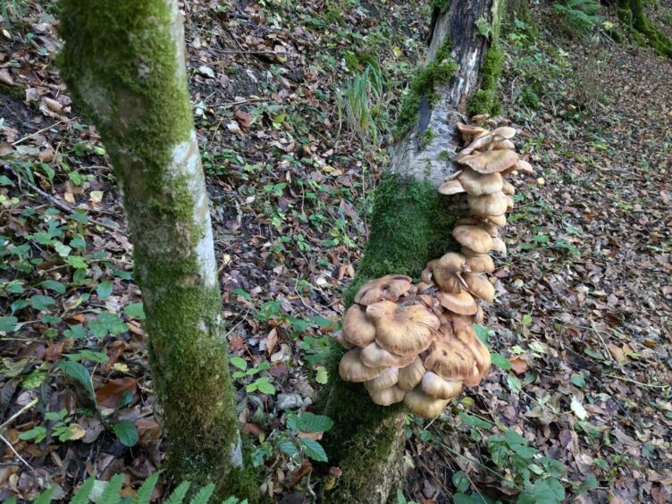 Funky fungi spotted at the Pass of Killiecrankie. 