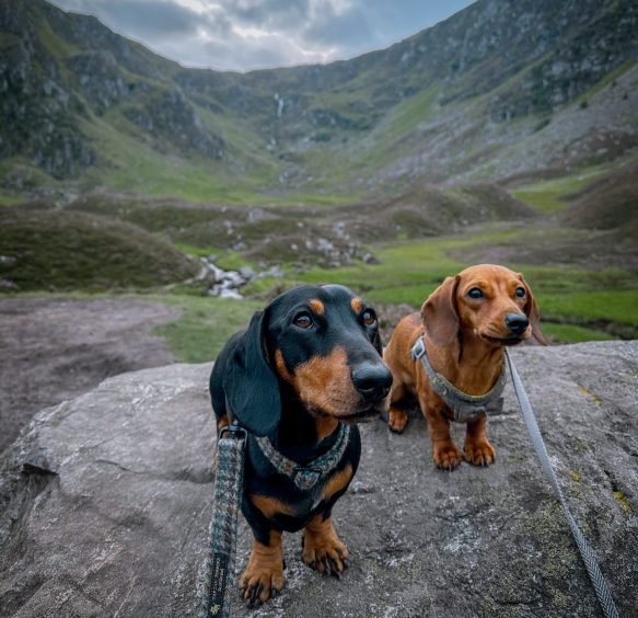 Travelling sausage dogs Chester and Olive hiking up Corrie Fee in Glen Clova. Image: Angie Munro.