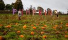 Arnprior Farm has 20,000 pumpkins waiting to be picked. Image: Isla Glen/DCT Media