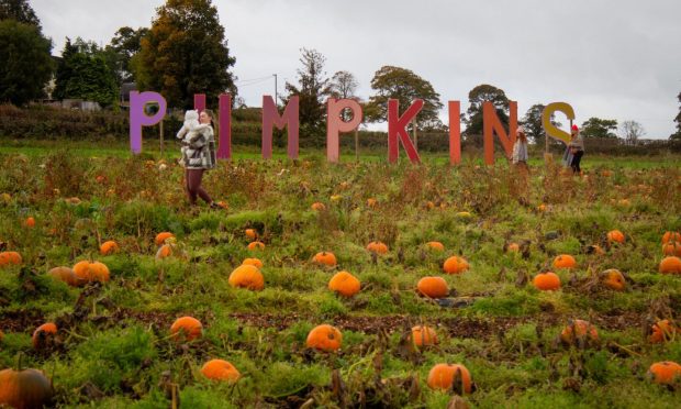 Arnprior Farm has 20,000 pumpkins waiting to be picked. Image: Isla Glen/DCT Media