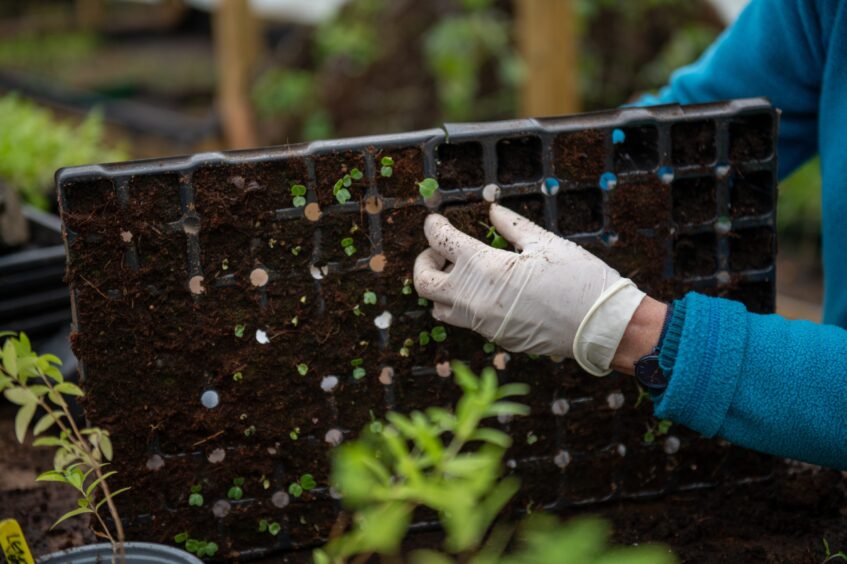 An image of microgreens seedlings.