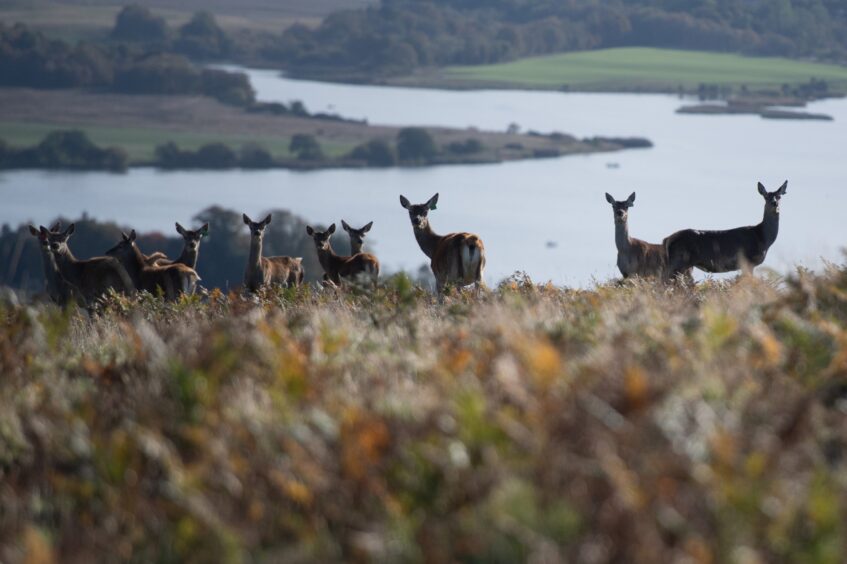 Deer on the hill at Pitscandly Farm, with a loch behind them.