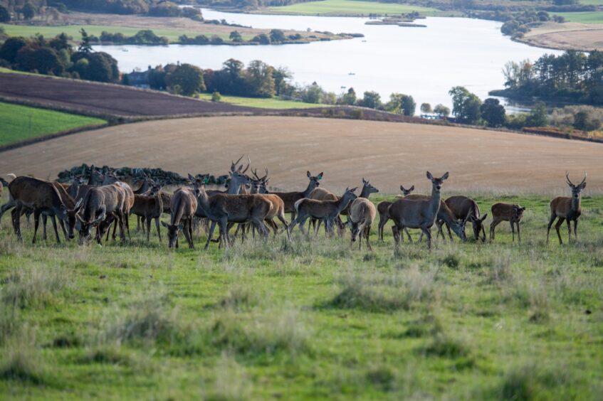 A herd of deer on the hill at Pitscandly Farm.