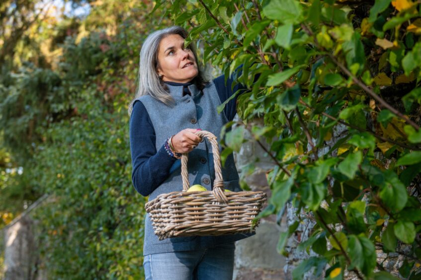 Anona Gow picking fruit for the deer in the Walled Garden at her farm.