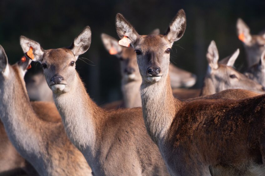 Some deer looking at the camera on Pitscandly Farm.