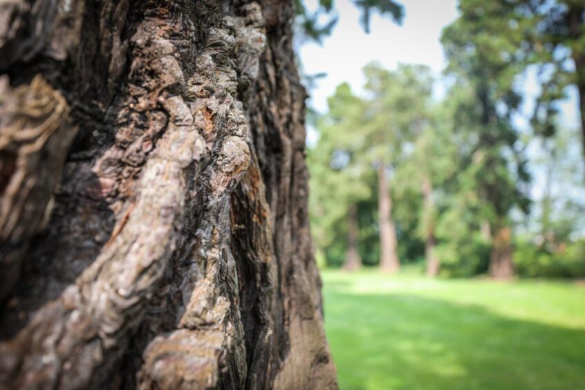 Close up of Redwood bark with more trees in background