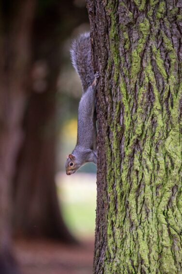 A squirrel makes it's way down a tree