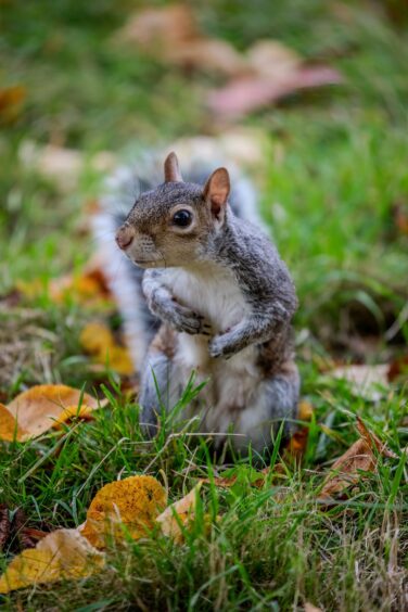 A grey squirrel searches for food amongst the fallen leaves in The Glen, Dunfermline. 