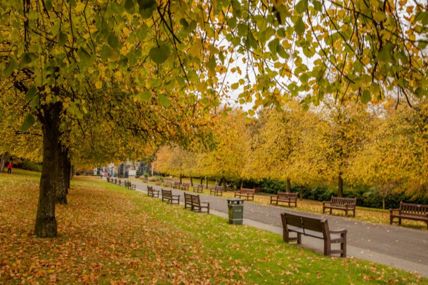 Golden trees line the autumnal pathways in Dunfermline, Fife. 