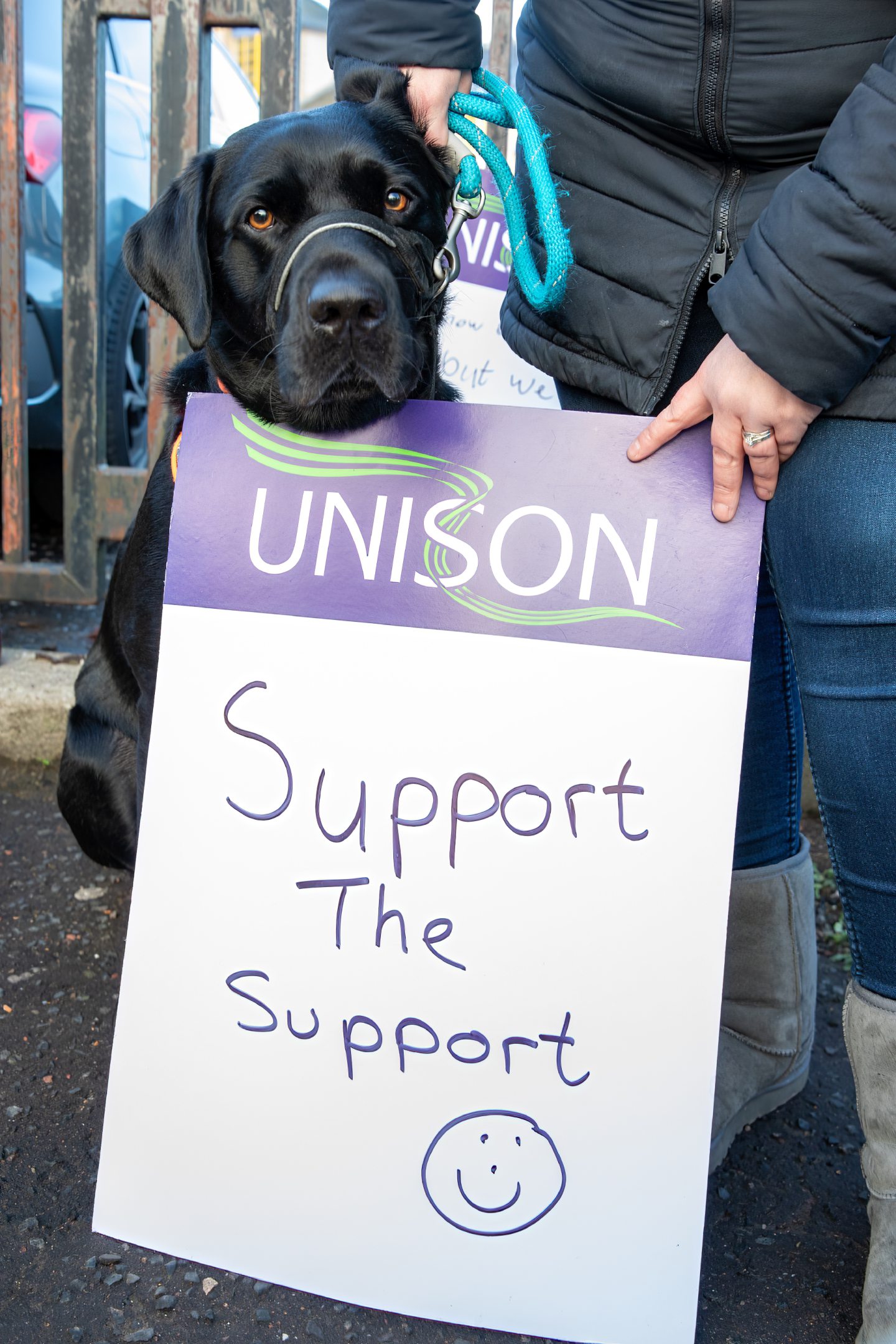 Teddy the Labrador on the picket line.