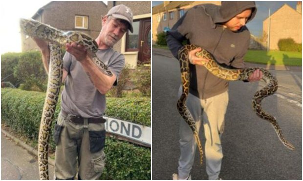 A large snake was found in a Dunfermline street. Image: Supplied