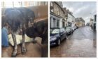 German shorthaired pointers Molly and Hugo were attacked on Kinross High Street.