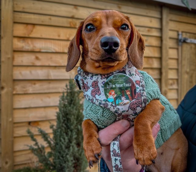 Sausage dog Olive got a sticker for completing the Loch Lomond Faerie Trail. Image: Angie Munro.