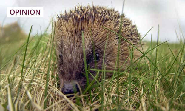 To go with story by Rebecca Baird. RB hedgehog column Picture shows; Hedgehog. na. Supplied by Image: DC Thomson Date; Unknown