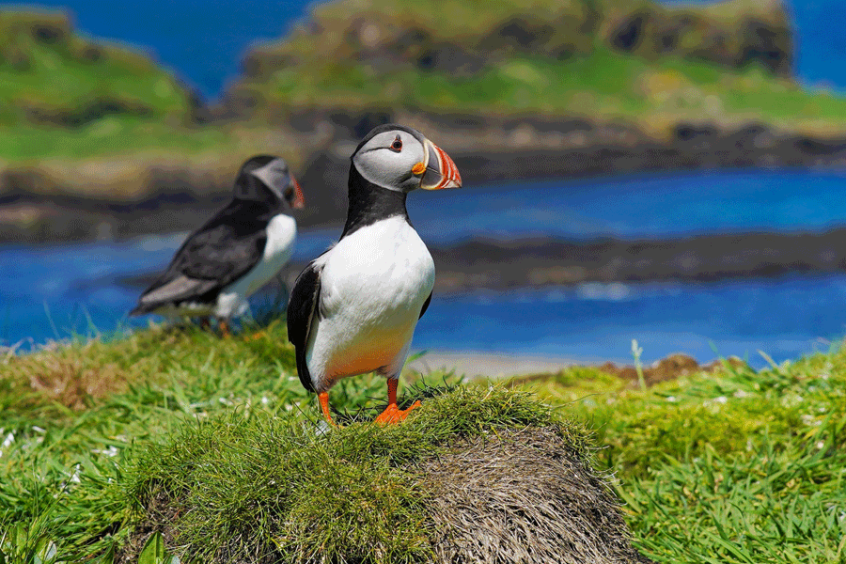 Enjoy features from experts on Scotland's wildlife, outdoors & more with every issue. 