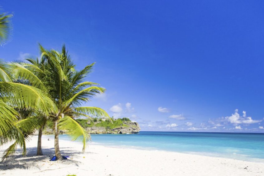 palm trees on a white beach with a clear blue sky above a turquoise sea