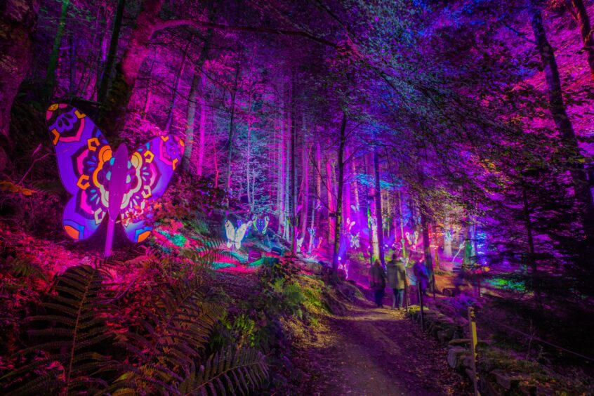 The forest of butterflies at Pitlochry's Enchanted Forest. Image: Steve MacDougall/DC Thomson. 