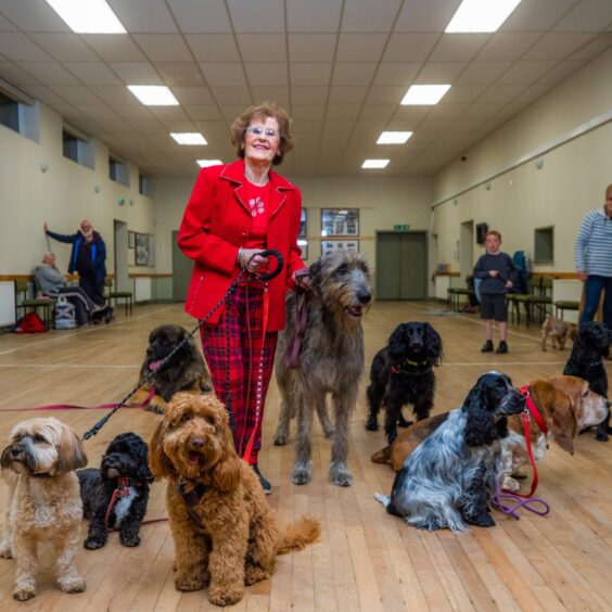 Margaret Thomson, aka the 'dog whisperer' meets pet pooches of all shapes and sizes at her classes in Tealing Hall. 