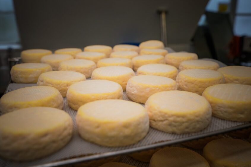 Round cheeses on tray at Strathearn Cheese base