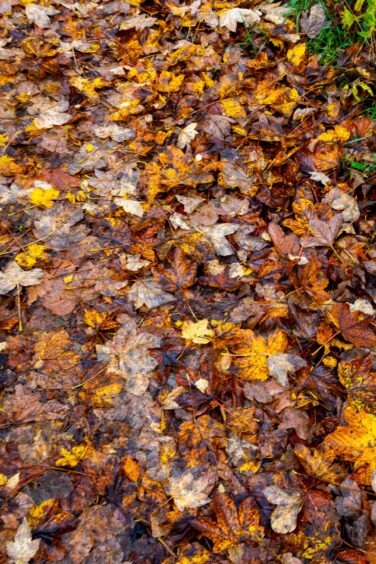 A patchwork of autumn colours in the fallen leaves.