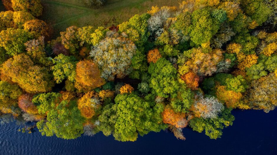 An aerial image shows beautiful gold and green trees along the River Tay in Perthshire