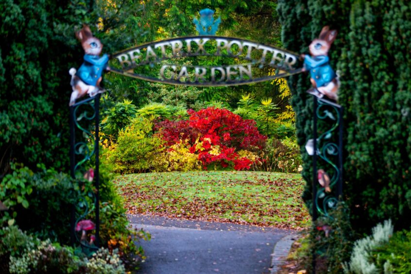 Vivid red autumn foliage in Beatrix Potter Garden, Dunkeld, Perthshire