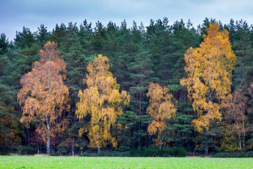 The gold of the deciduous trees contrast against the evergreens.