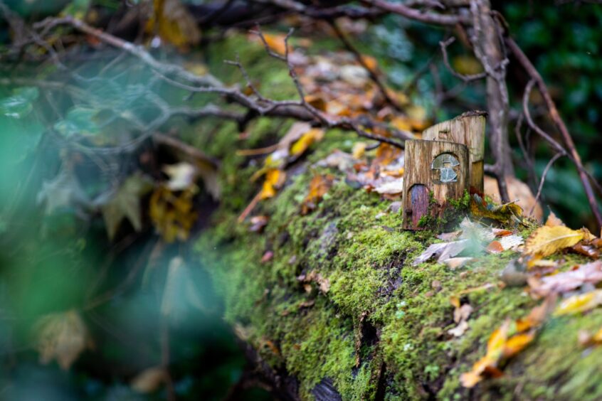 Image shows a fallen tree in Cambo Estate. Someone has built a little fairy house on the tree, which is covered in moss and fallen leaves.