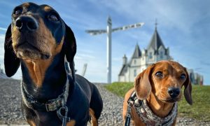 Sausage dogs Chester and Olive can't resist a selfie at John o' Groats. Image: Angie Munro.