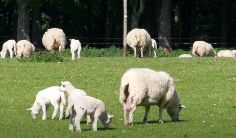 Sheep on the Dowlings' farm near Killin.