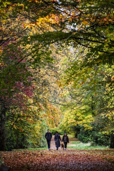 Dog walkers enjoy an autumnal walk in Monikie Park. 