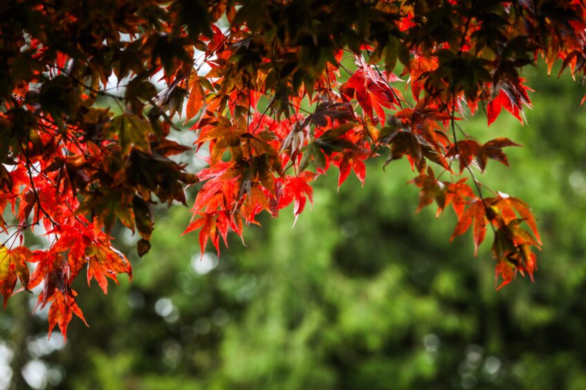 Vibrant red leaves contrast against the green.