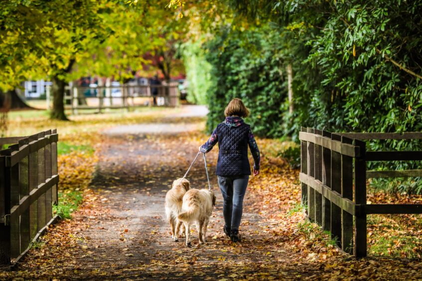 A dog walker and her two dogs crunch through the fallen leaves in Monikie Park, Angus. 