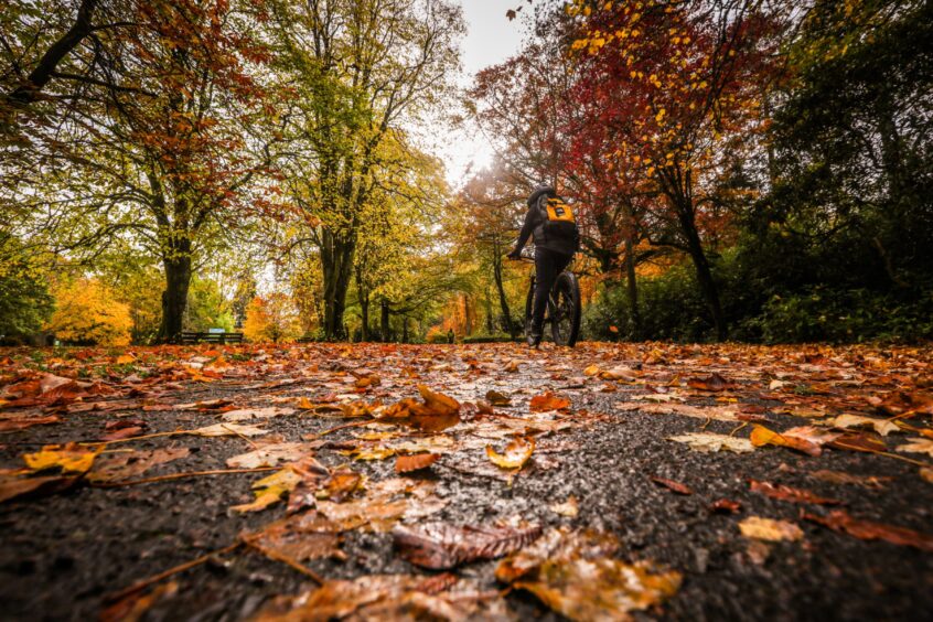 A cyclist peddles through the fallen leaves in Monikie Park, Angus.