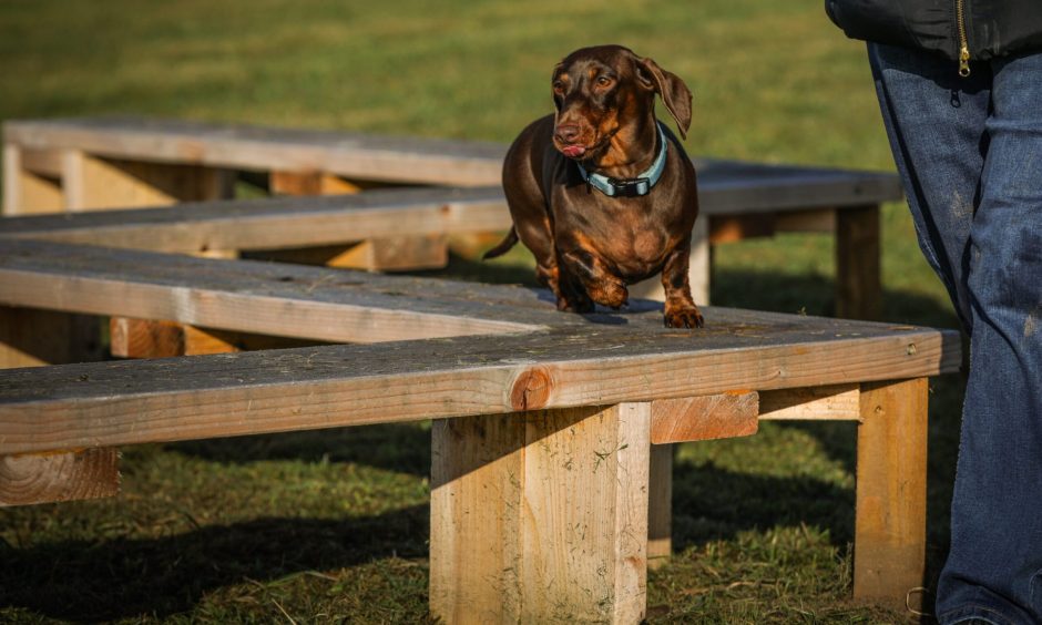 Teddy the Dachshund at Unleashed near Dundee.