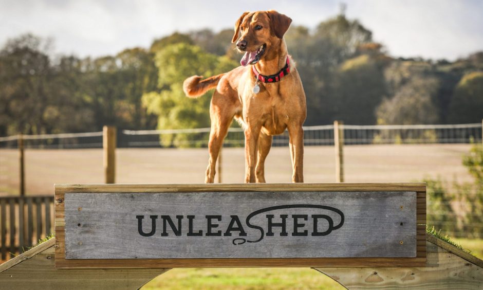 Flynn being a perfect model at Unleashed near Dundee.