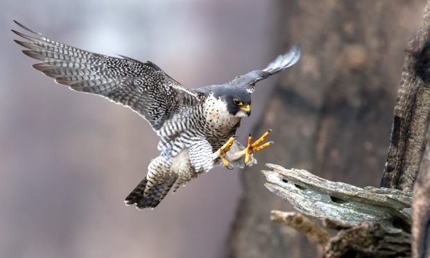 The peregrine falcon was found near Glen Esk in Angus