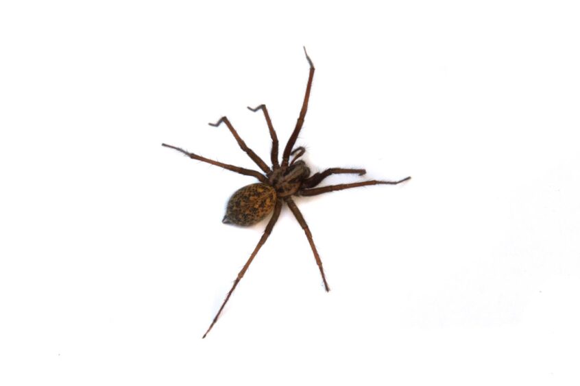 A common house spider found in the UK. Image: Shutterstock.