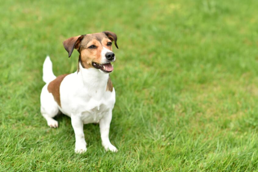 A Jack Russell terrier